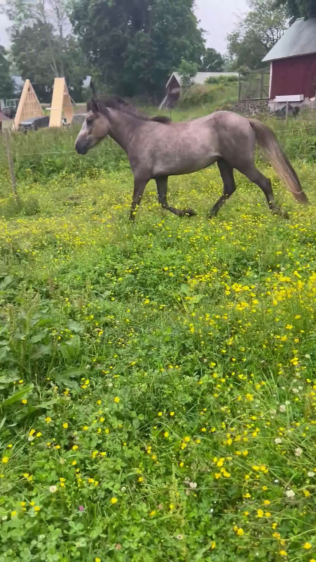 Island hästar till salu: Dísa- Sto 2 år i Korsberga - Video 1