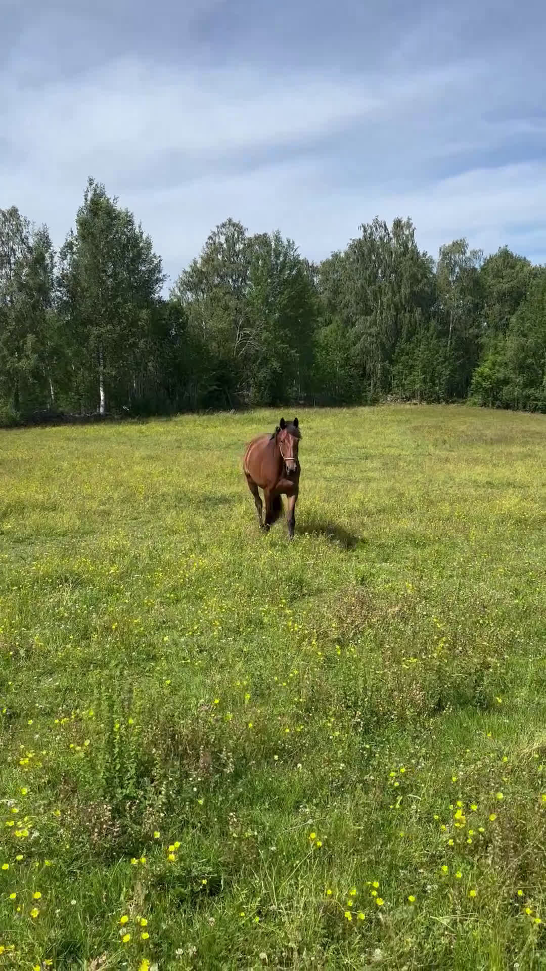 Hoppning hästar till salu: 5-årig SWB i Gullspång - Video 4