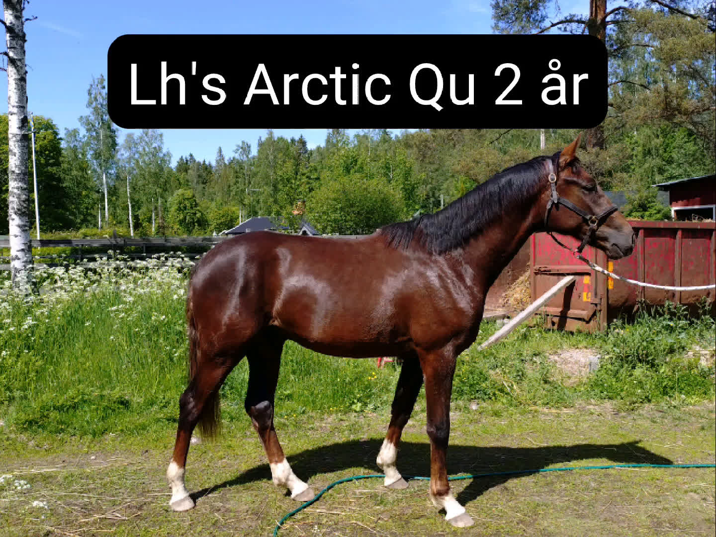 Allround hästar till salu: Flott Hingst för framtiden  i Årsunda - Video 1