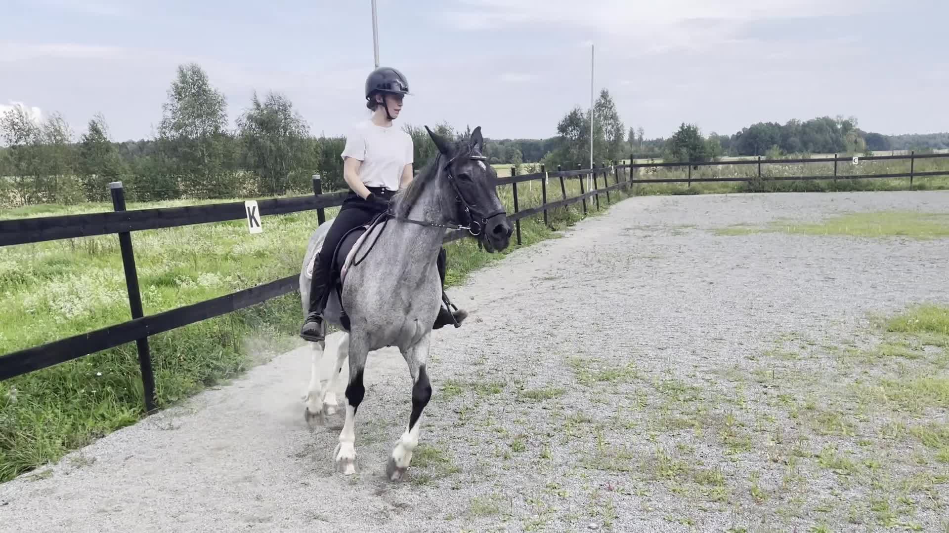 Allround hästar till salu: Fin läromästare - Video 4