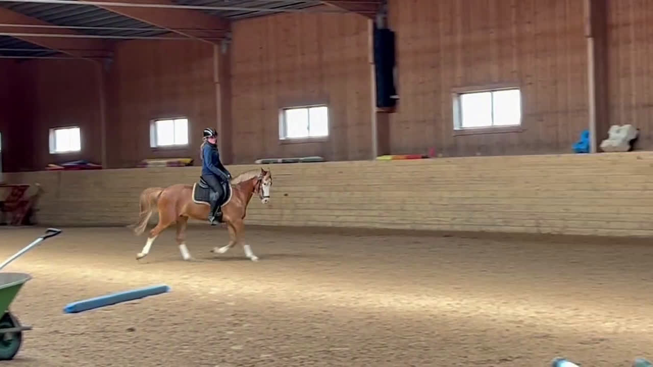 Allround hästar till salu: Maxad B ponny för framtiden🌟 i Flen - Video 1