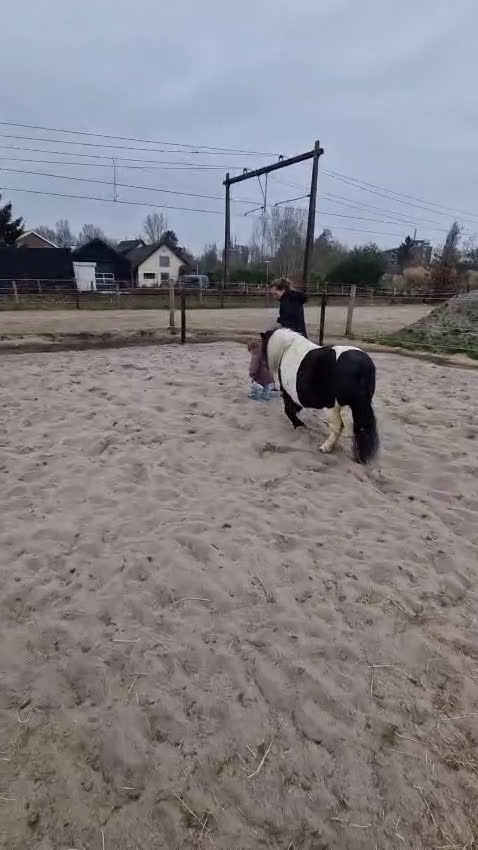 Allround hästar till salu: Underbar Shetlandsponny söker rätt hem - Video 1