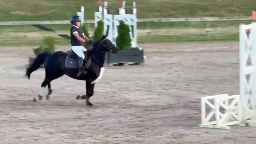 Allround hästar till salu: Tävlingskompis med erfarenhet  - Video 2