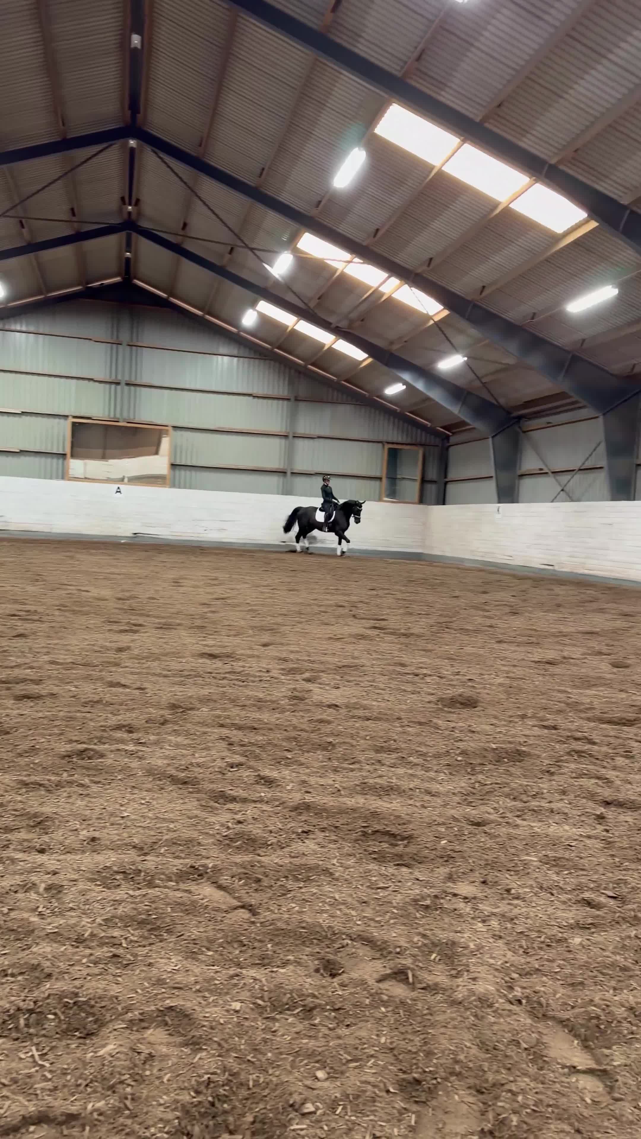 Dressyr hästar till salu: Stilig valack - Video 3