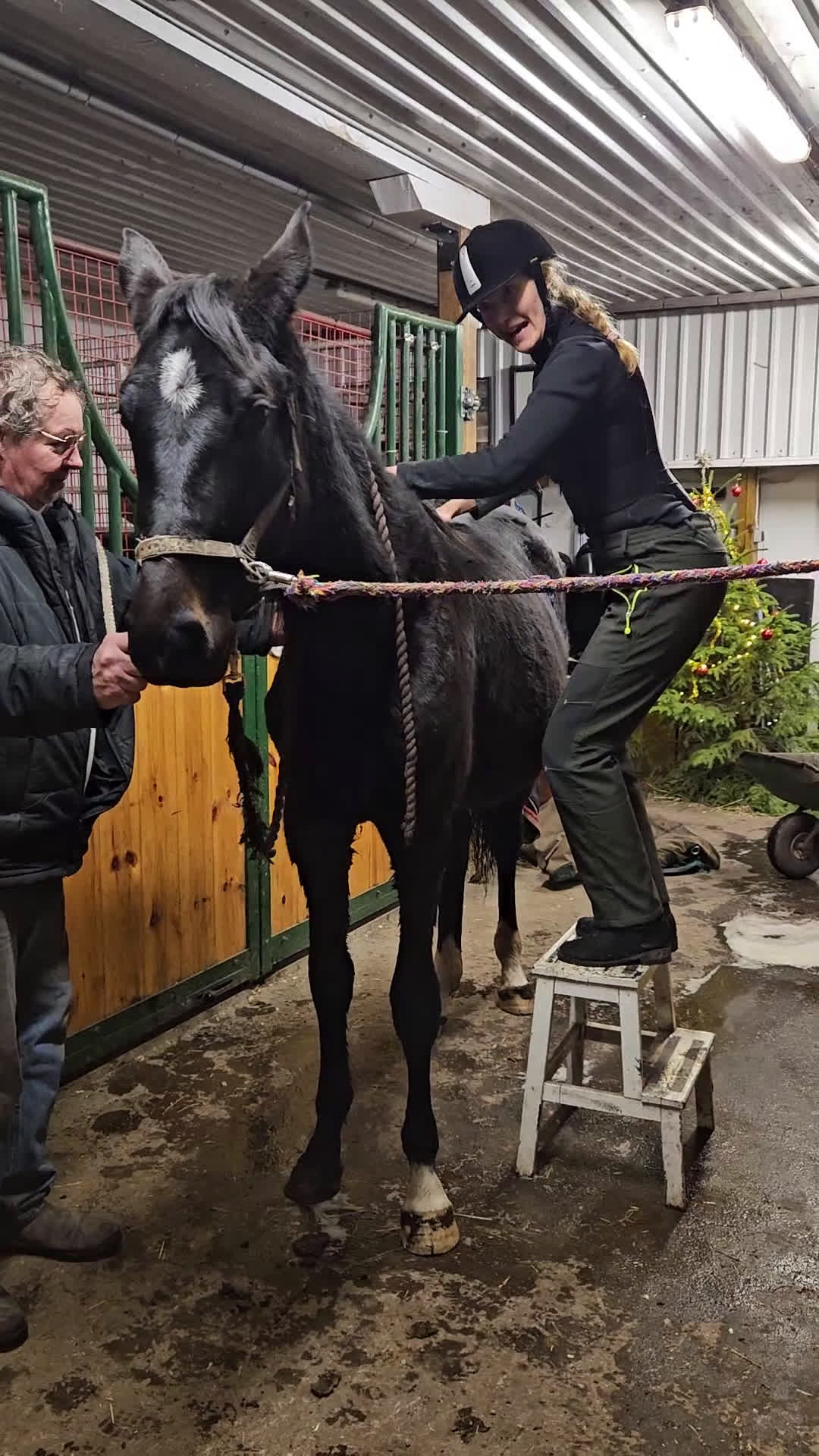 Dressyr hästar till salu: Blivande dressyr sto i Söderåkra - Video 2