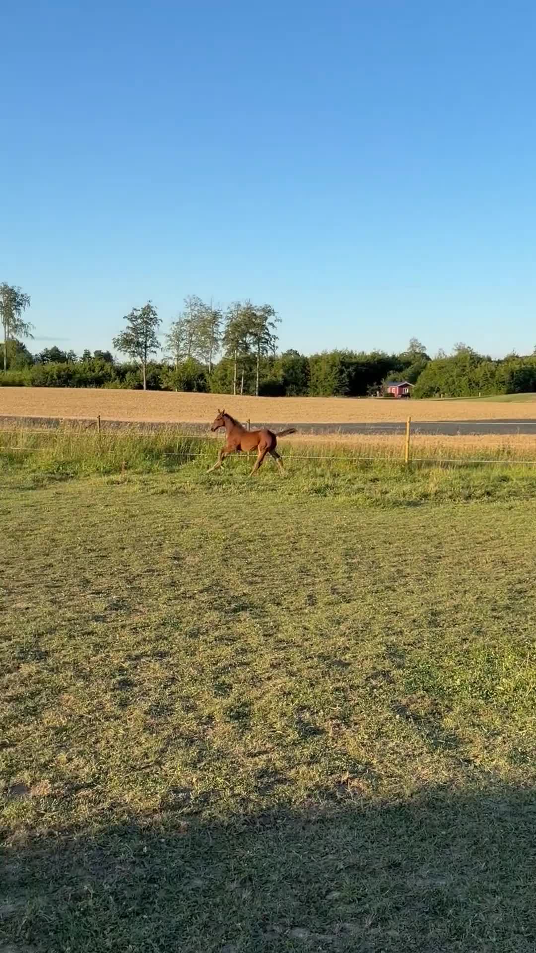 Hoppning hästar till salu: En lovade framtidsstjärna!✨🤩 - Video 3