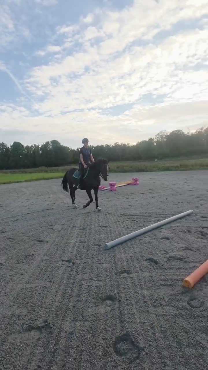 Allround hästar till salu: Talangfullt sto - Video 2