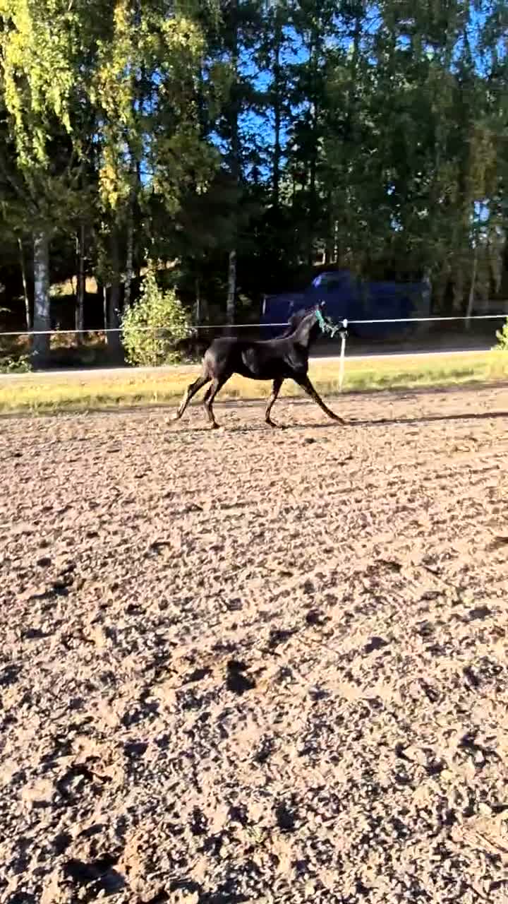 Dressyr hästar till salu: ⭐️Hingstföl med gener från världsklass⭐️ - Video 1