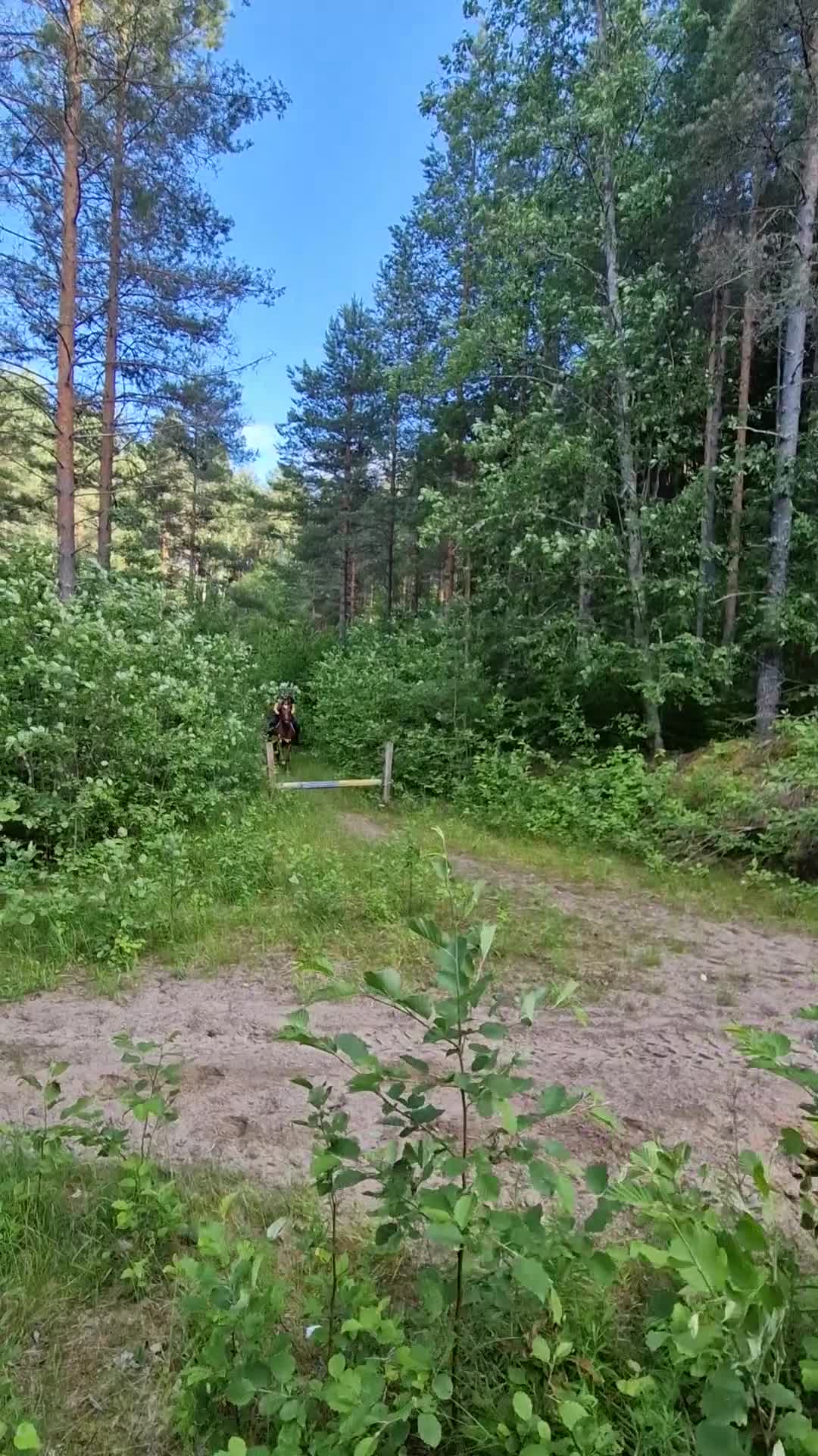 Allround hästar till salu: Läromästare för den varierade ryttaren - Video 1