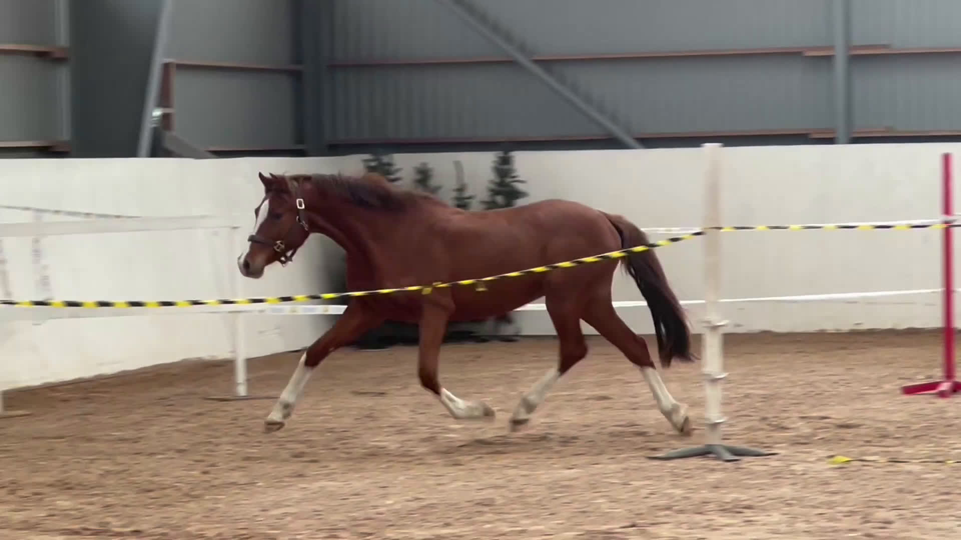 Hoppning hästar till salu: Okomplicerad hopptalang - Video 2