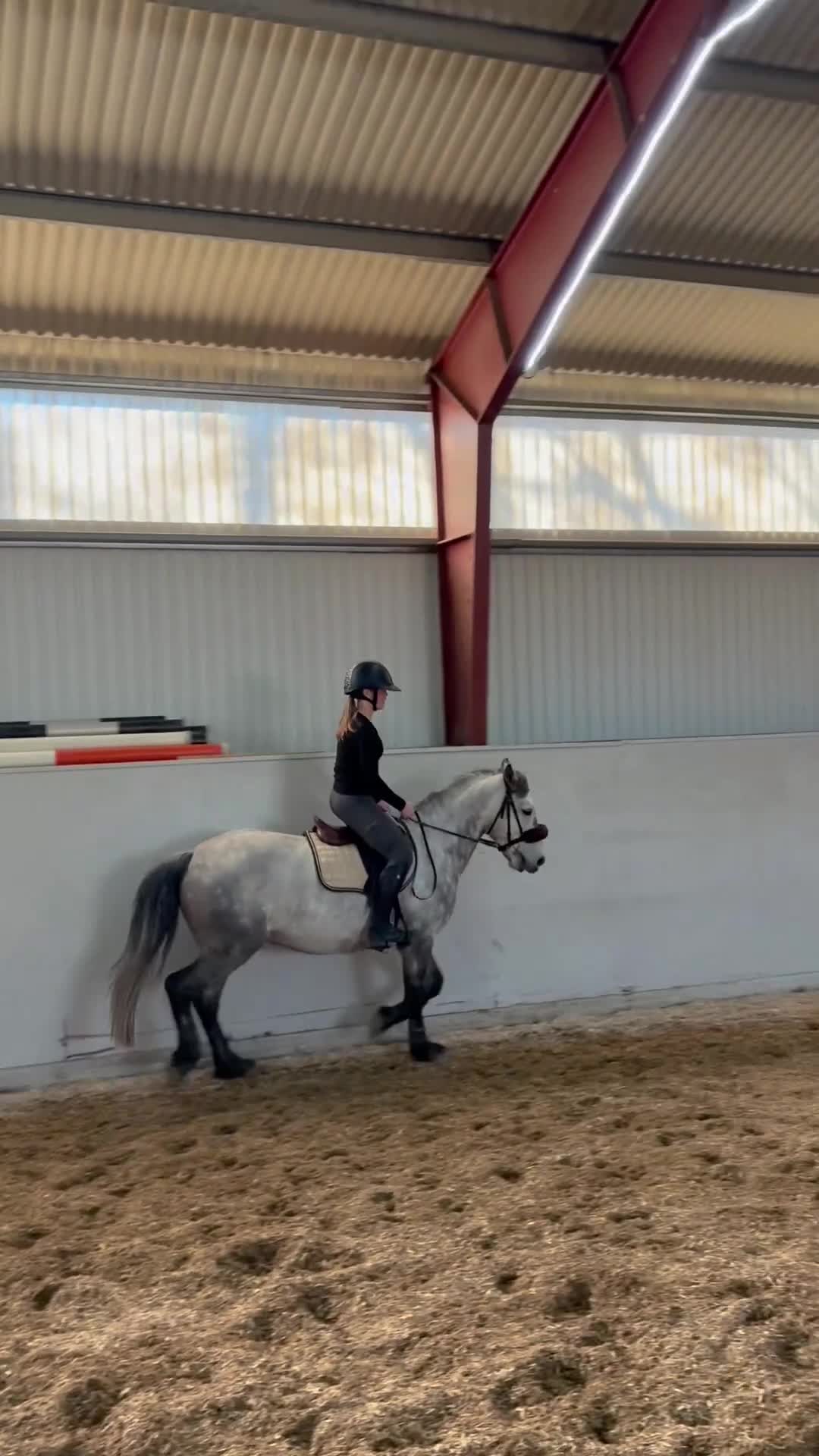 Allround hästar till salu: 6-årig Connemaravalack med potential - Video 1