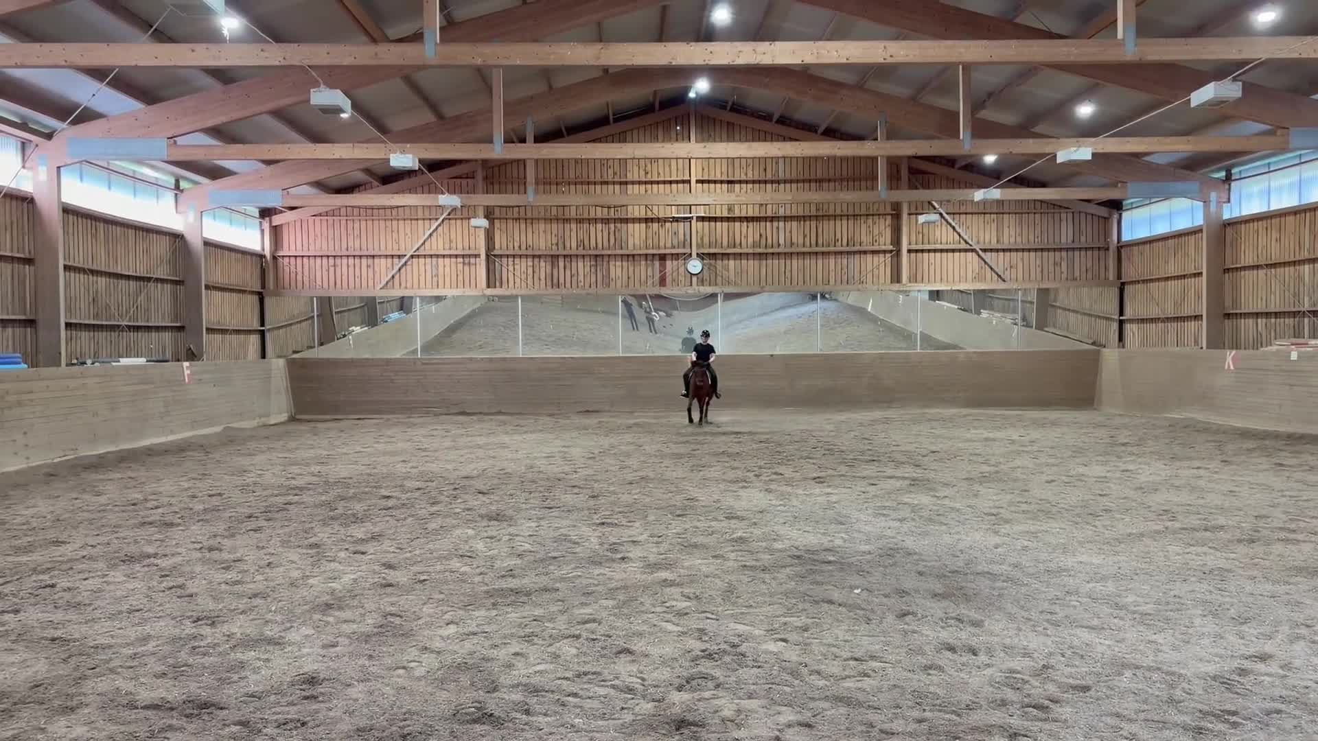 Dressyr hästar till salu: 🌟Dressyrponny & bästa vän🌟 - Video 1