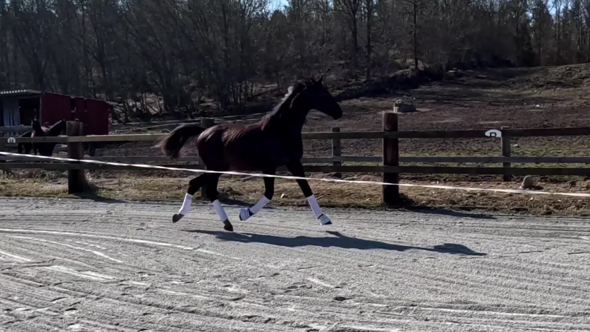 Dressyr hästar till salu: Trevlig 2 åring - Video 3