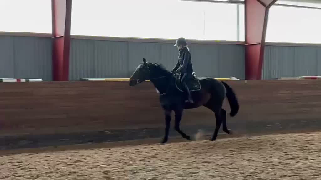Hoppning hästar till salu: 4-årigt sto e. Party Dance  - Video 2