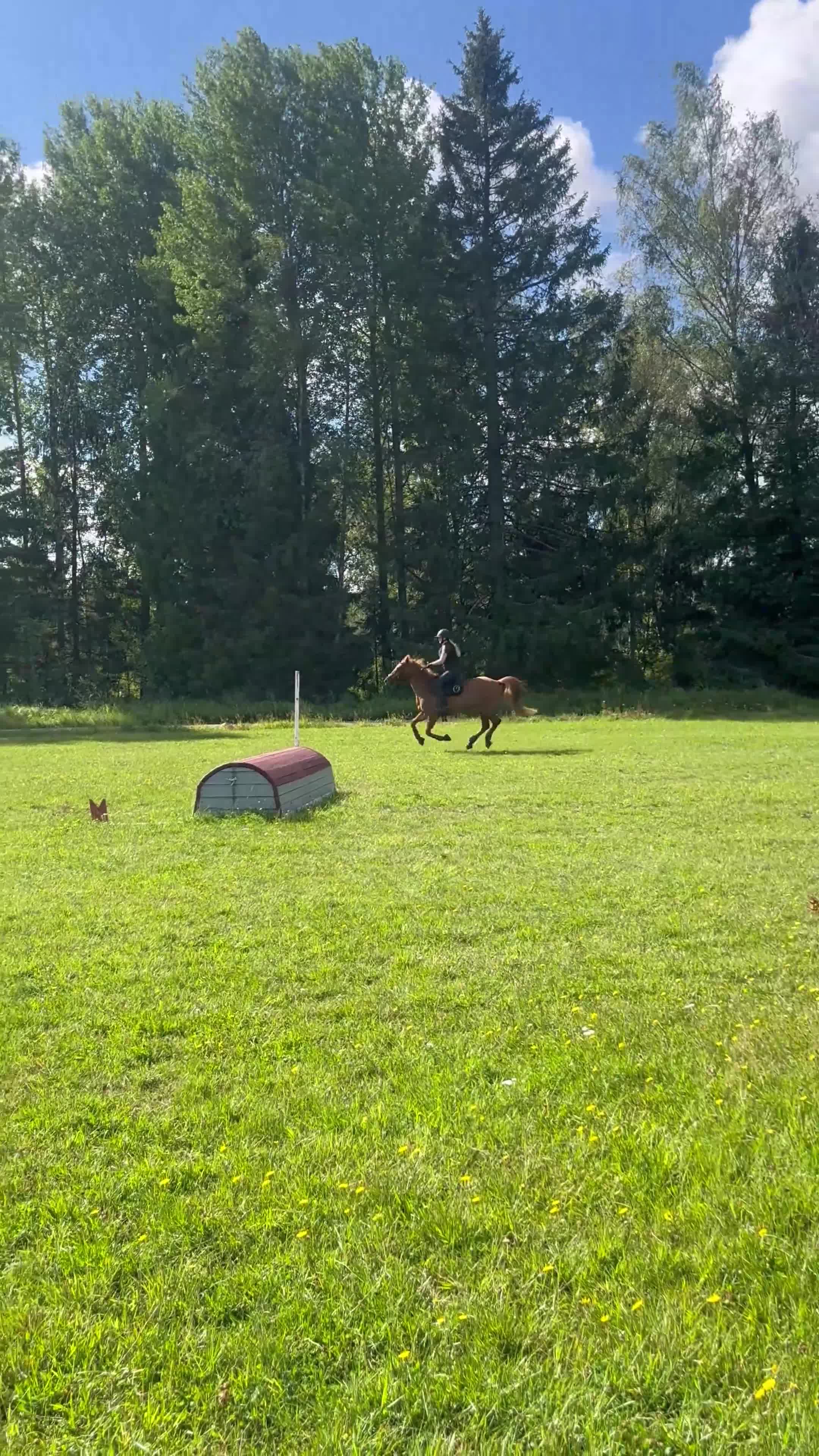 Hoppning hästar till salu: Fantastisk D-ponny söker ny bästavän 🌟 - Video 5