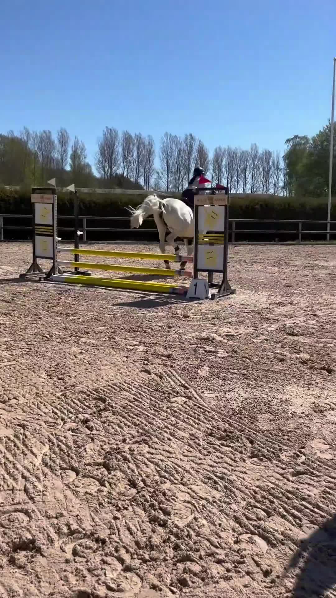 Allround hästar till salu: Sto med fin stam. Lyxig skogsmulle/projekt - Video 1