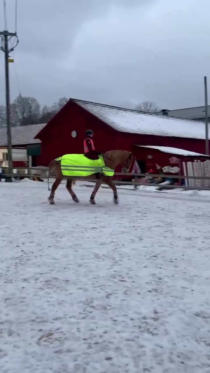Allround hästar till salu: Stor nordsvensk travarvalack - Video 2
