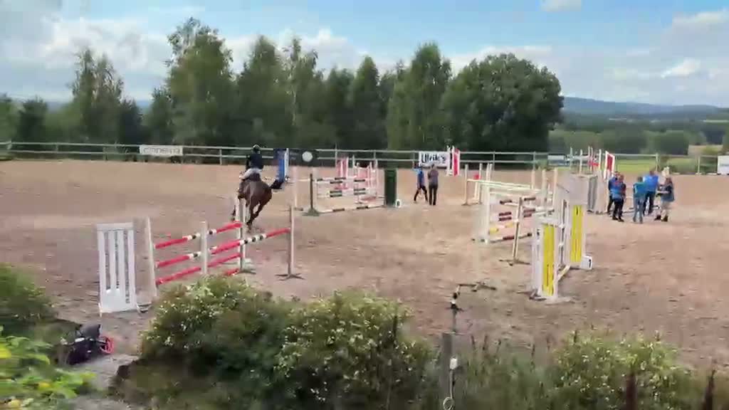 Hoppning hästar till salu: Maffig sporthäst - Video 1
