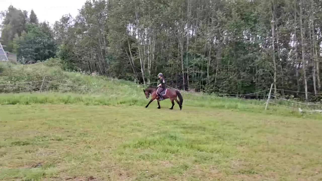 Allround hästar till salu: Drömponny allround delux - Video 1