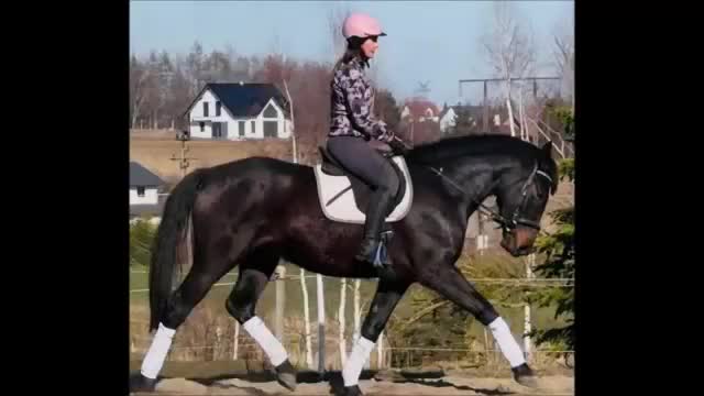 Allround hästar till salu: Your Next Adventure Partner  - Video 1