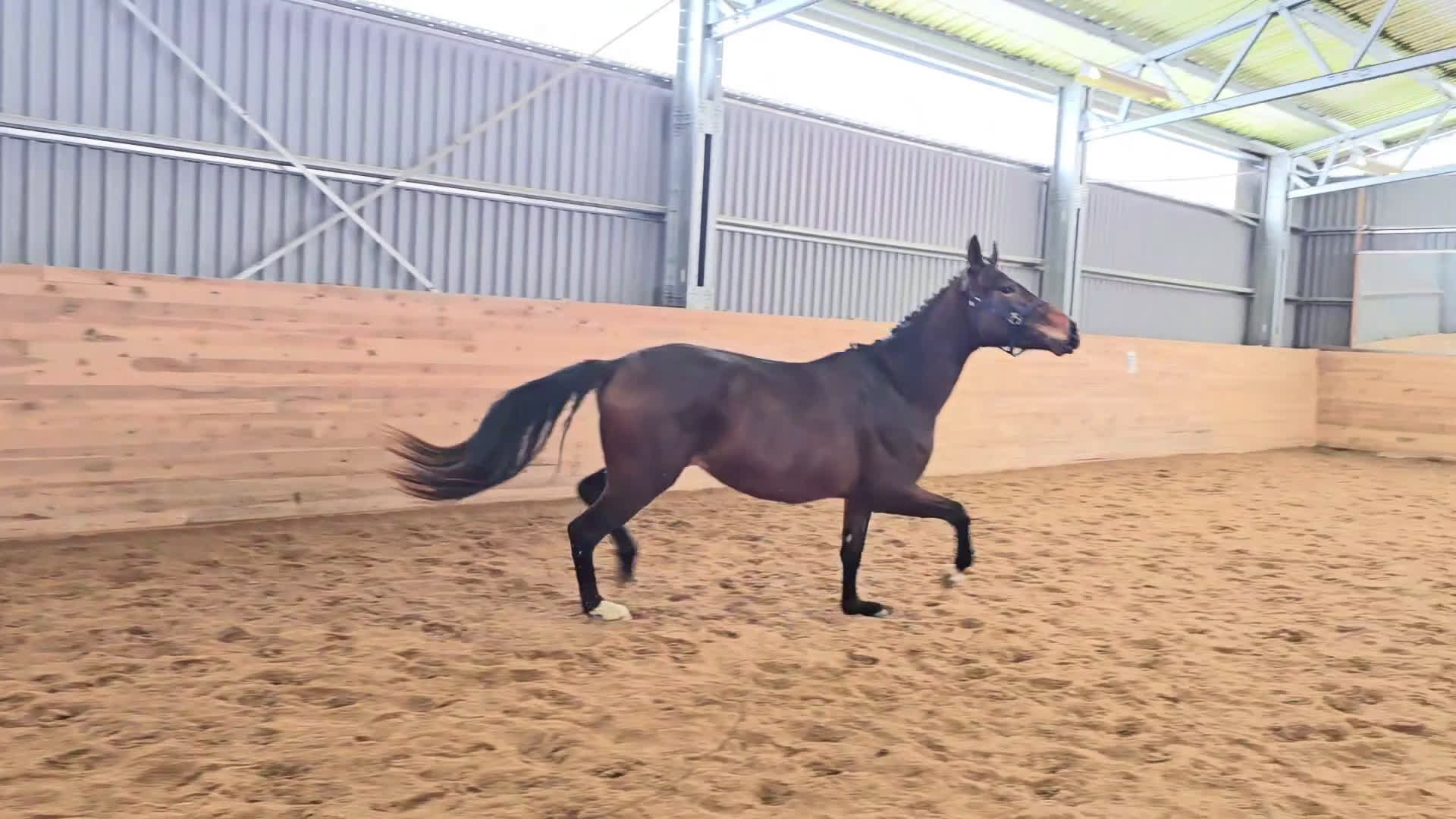 Dressyr hästar till salu: Utrycktsfullt sto med toppstam - Video 1