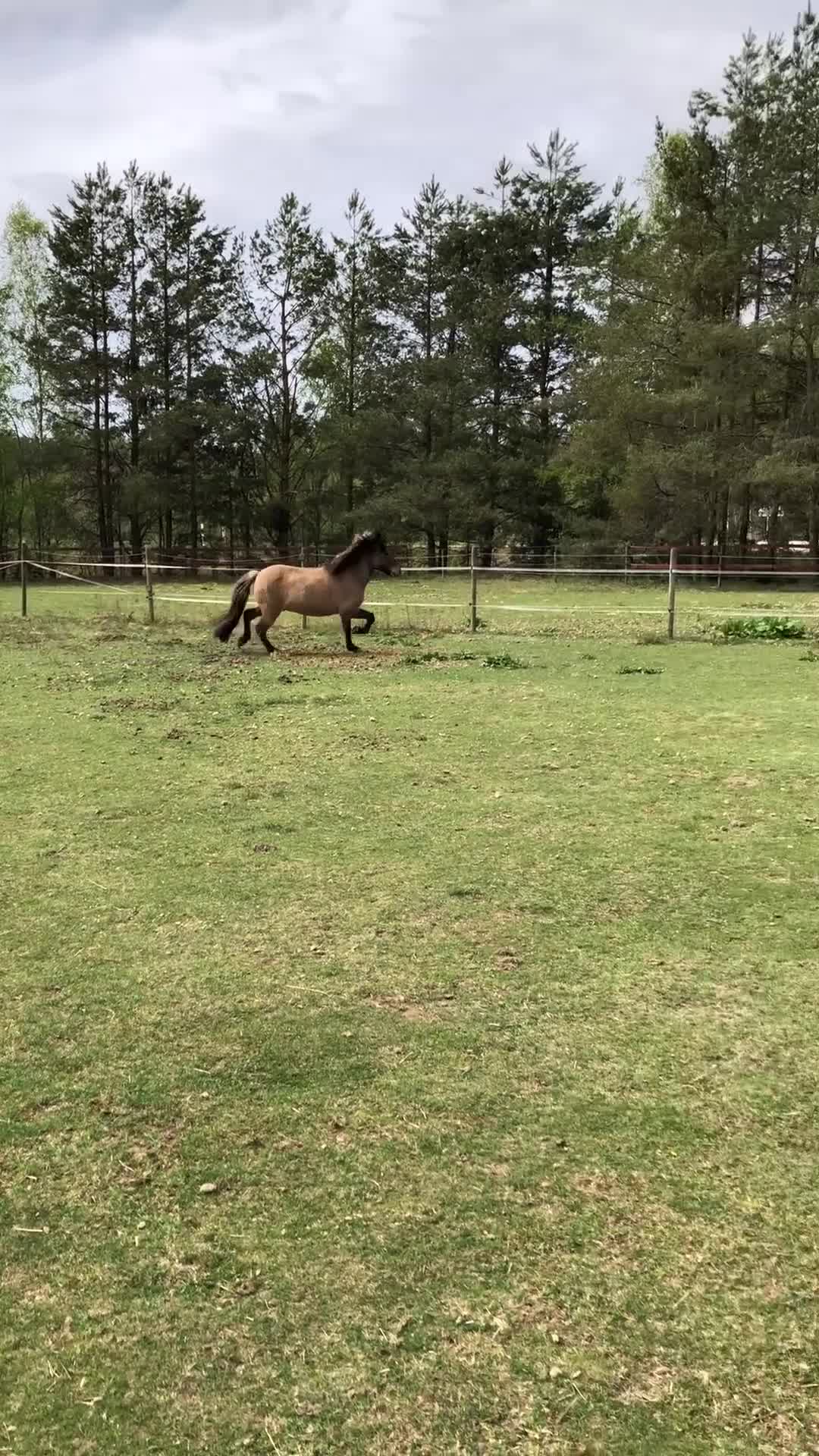 Island hästar till salu: Känslig valack med ett hjärta av guld💫 i Fliseryd - Video 1