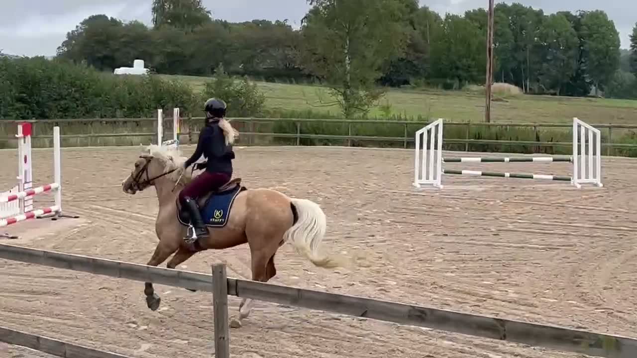 Allround hästar till salu: Supertrevlig allroundponny! 🌟 - Video 5