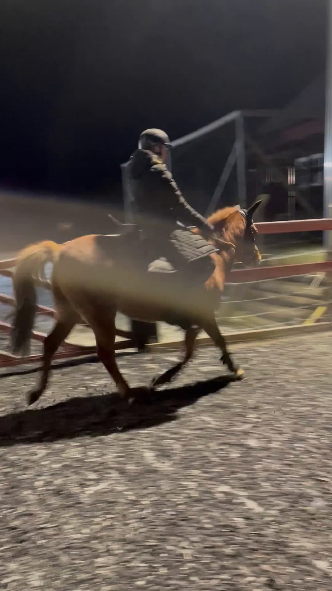 Allround hästar till salu: Mysiga Bella till salu  i Högsjö - Video 3