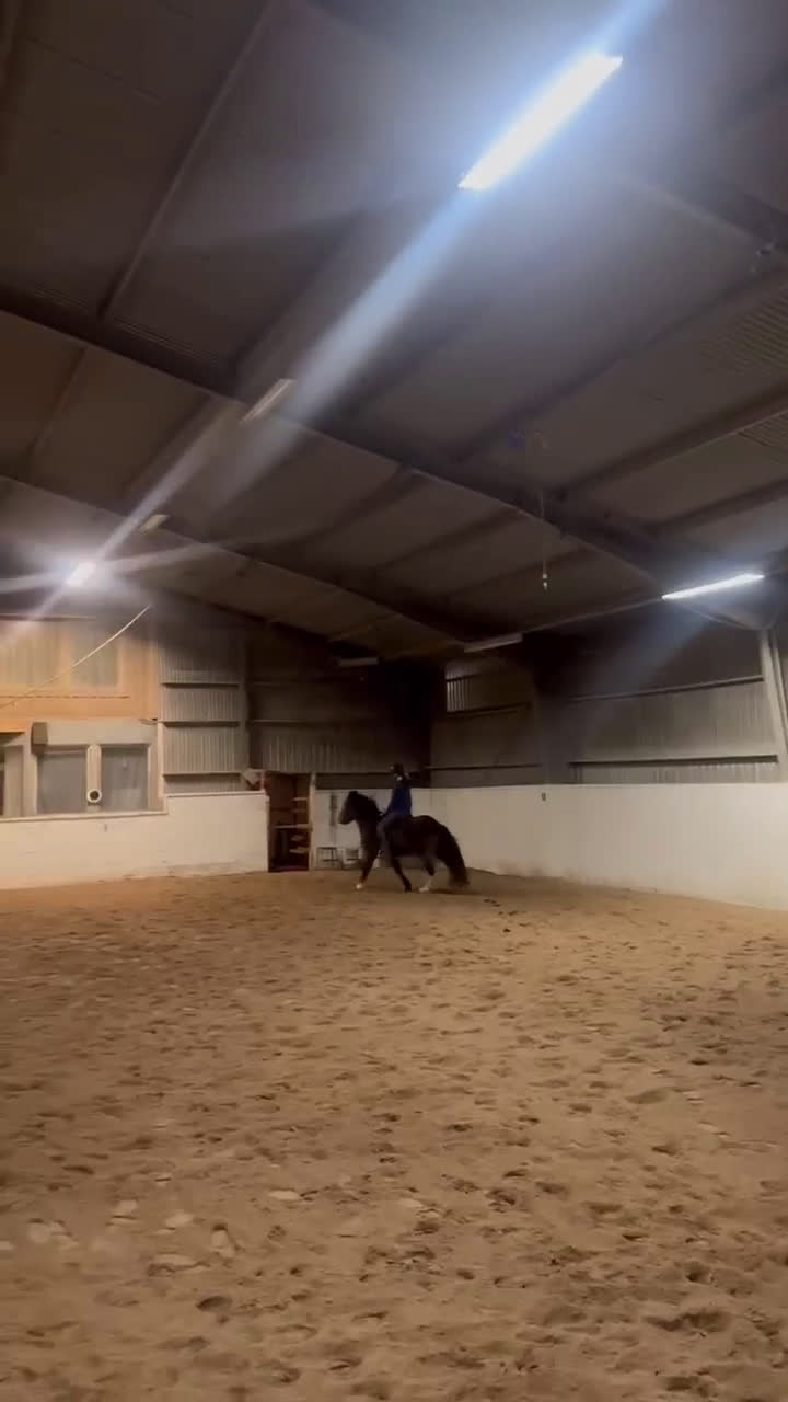 Island hästar till salu: Blivande stjärna! i Kalmar - Video 2