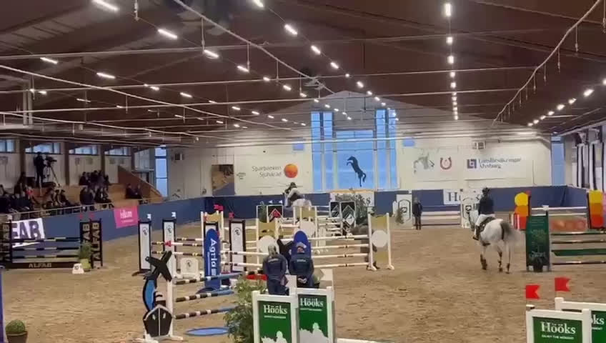 Allround hästar till salu: Snygg, snäll och lyxig allroundhäst. - Video 2