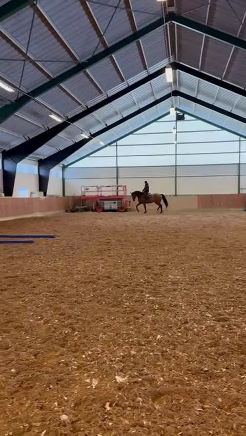 Hoppning hästar till salu: SWB valack 6 år - Video 1