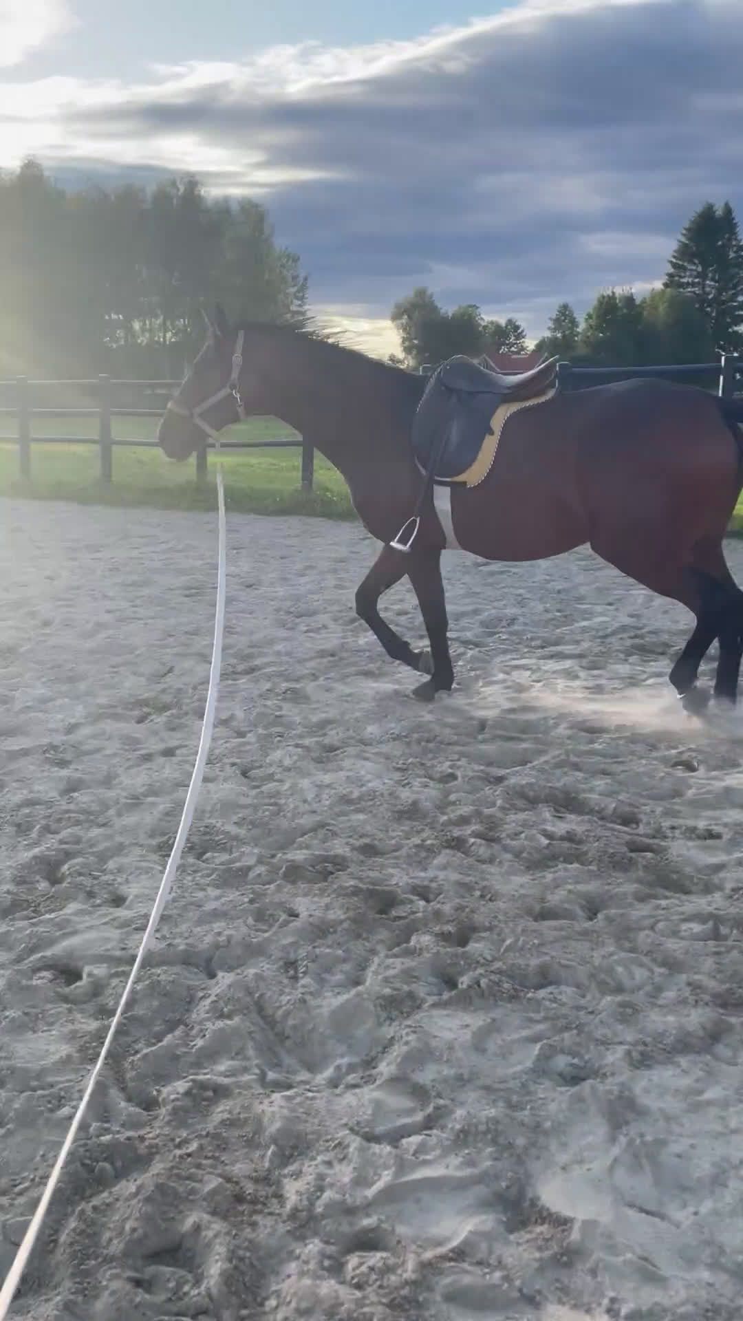 Fälttävlan hästar till salu: Trevlig unghäst till dressyr eller fälttävlan.  - Video 4