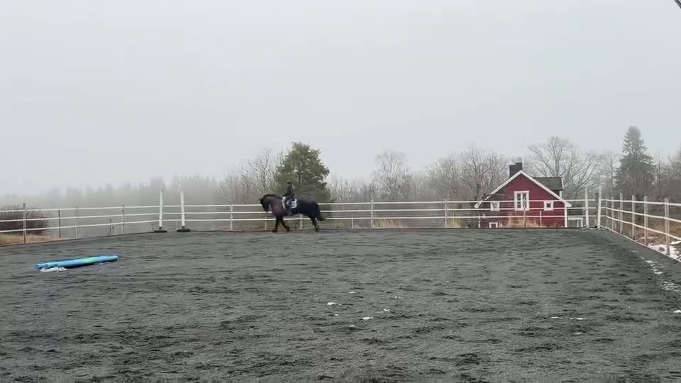 Allround hästar till salu: Fantastisk frieservalack i Nässjö - Video 4