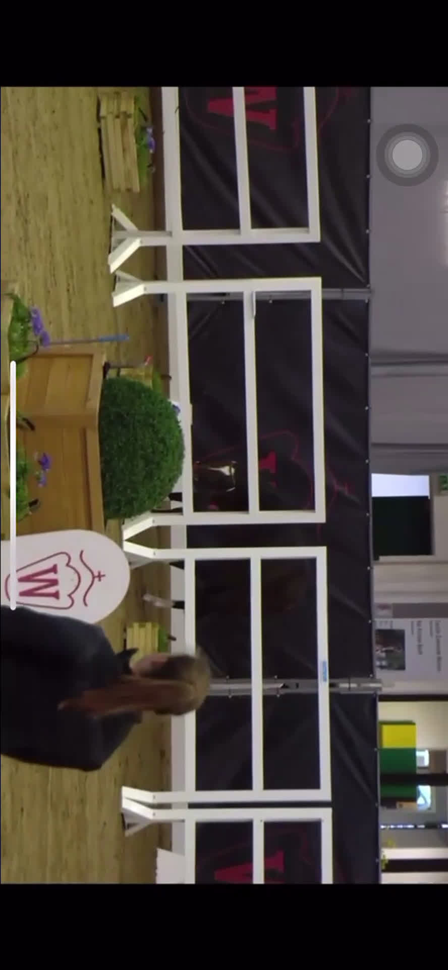 Hoppning hästar till salu: Lyxig pigg hopp ponny i Falun - Video 2