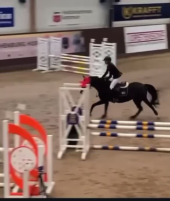 Allround hästar till salu: Underbar D-ponny söker nytt hem  - Video 1