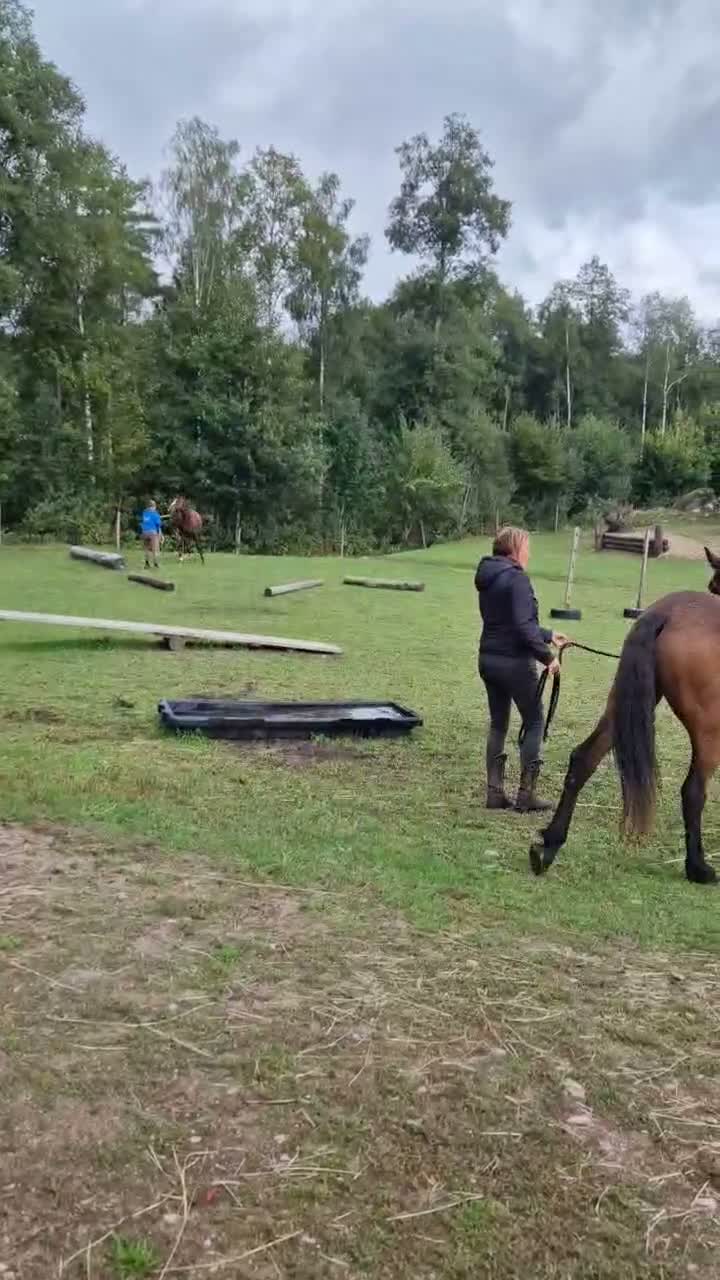 Allround hästar till salu: Olle, Allas favorit!  - Video 3