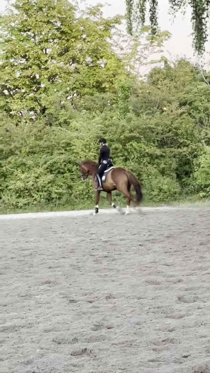 Dressyr hästar till salu: Stor ram dressyr häst - Video 2