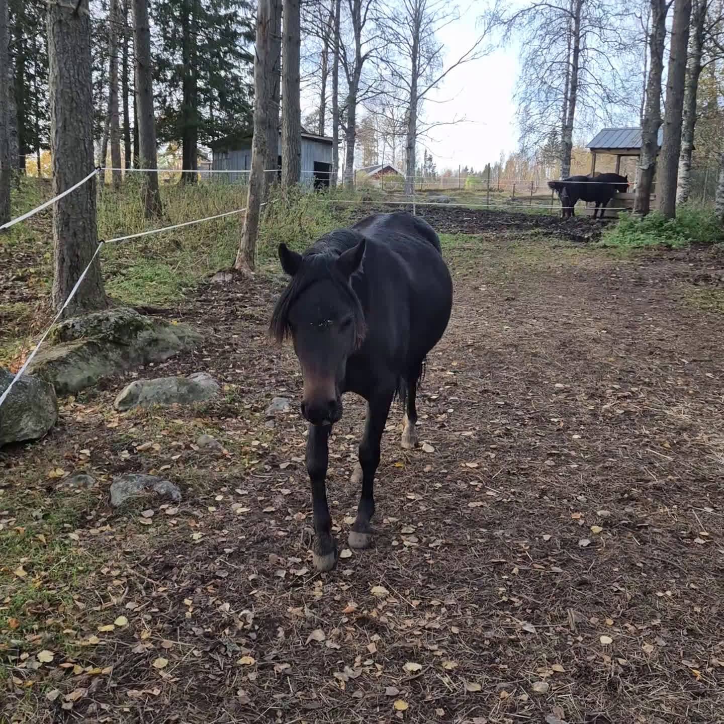 Allround hästar till salu: Underbart ungsto B-ponny i Bjästa - Video 1