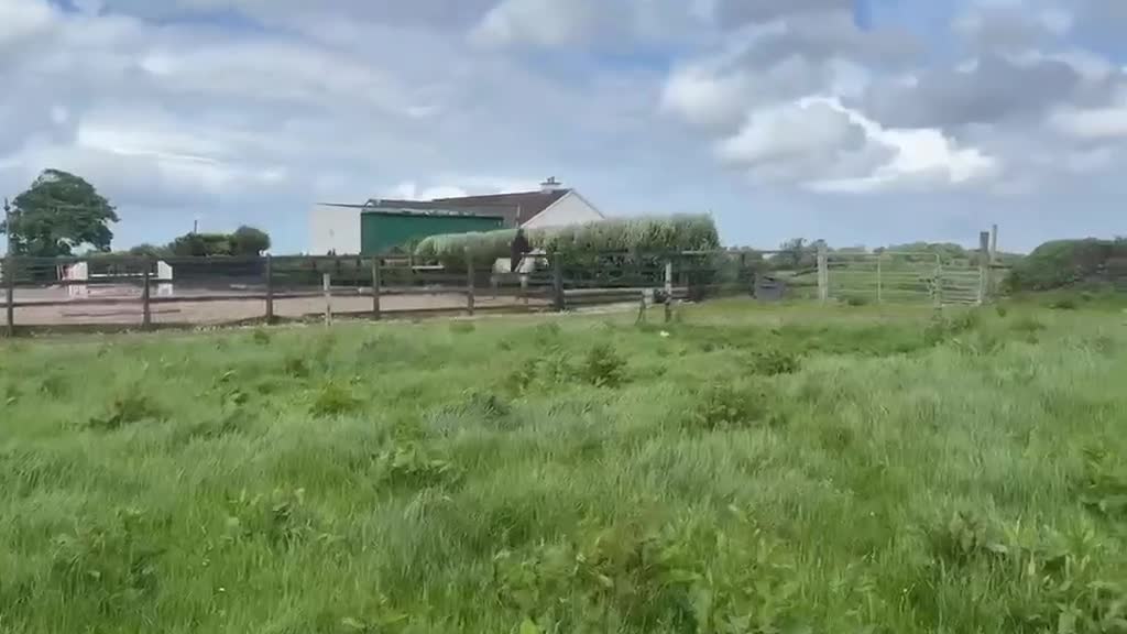 Hoppning hästar till salu: Superfin 7 årig D ponny  - Video 1