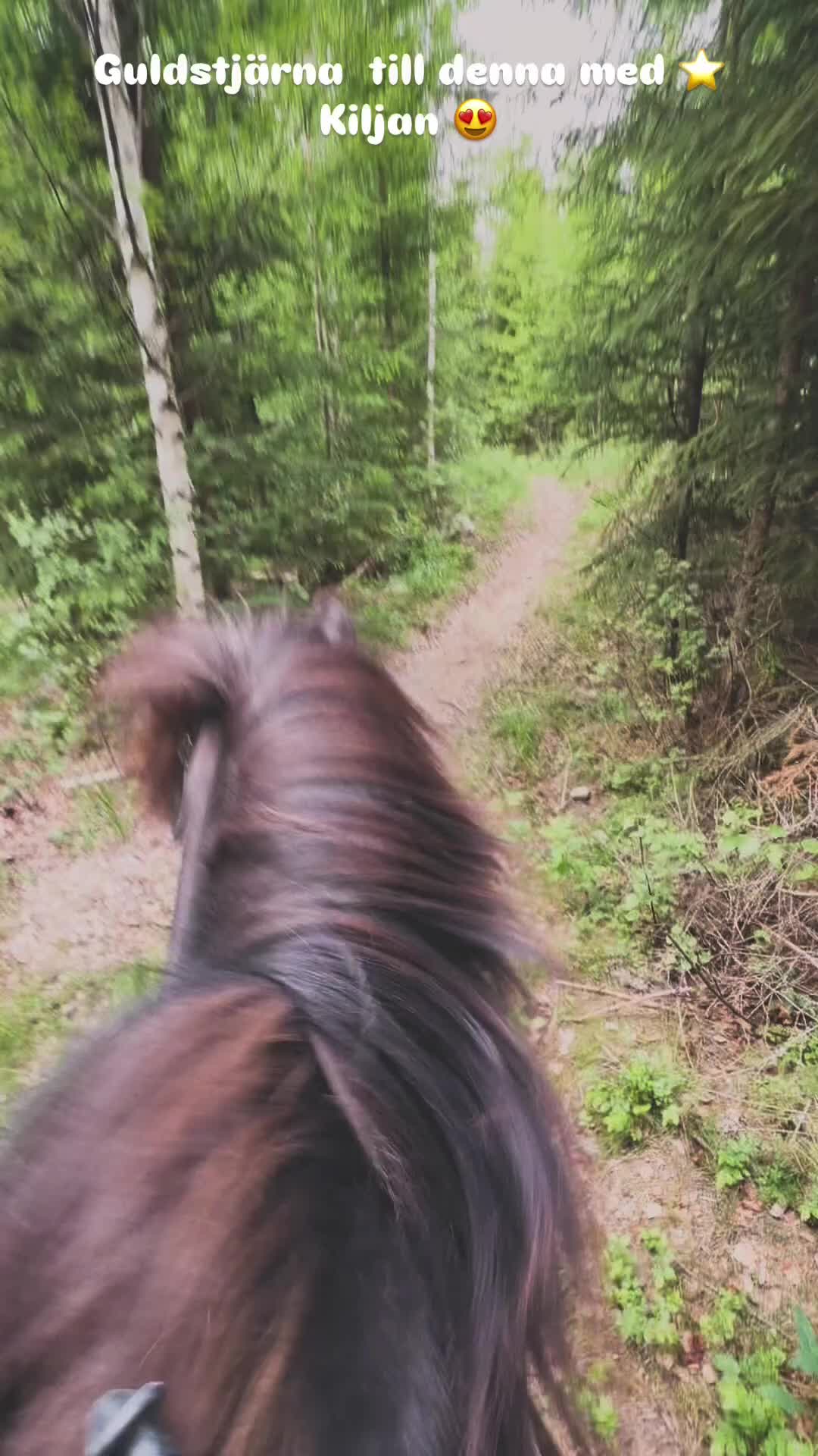 Island hästar till salu: Häftig valack  - Video 1