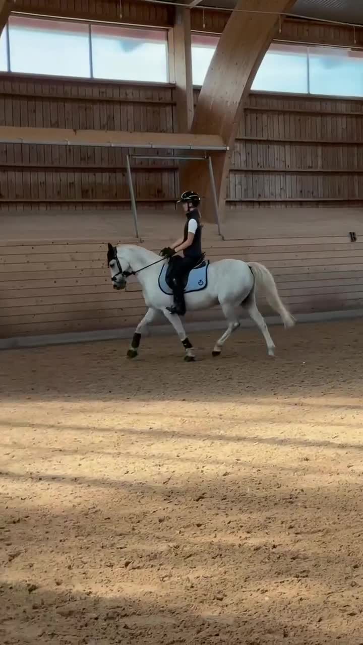 Dressyr hästar till salu: Underbar C-ponny - Video 1