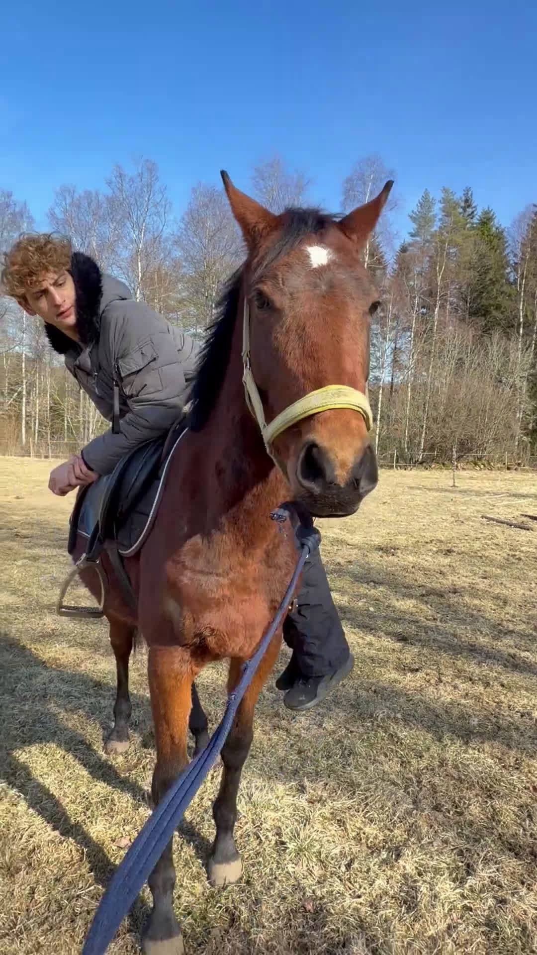 Allround hästar till salu: Häst utöver det vanliga  - Video 4