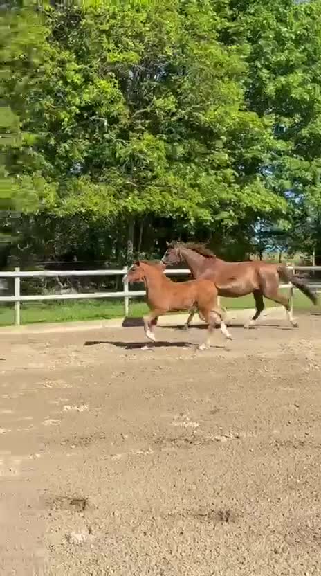 Hoppning hästar till salu: Hingstföl med mycket starkt möderne! i Kristianstad - Video 2