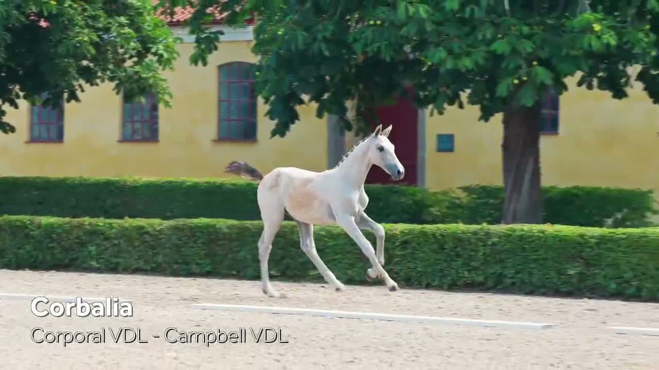 Hoppning hästar till salu: Sto med utstrålning  - Video 1