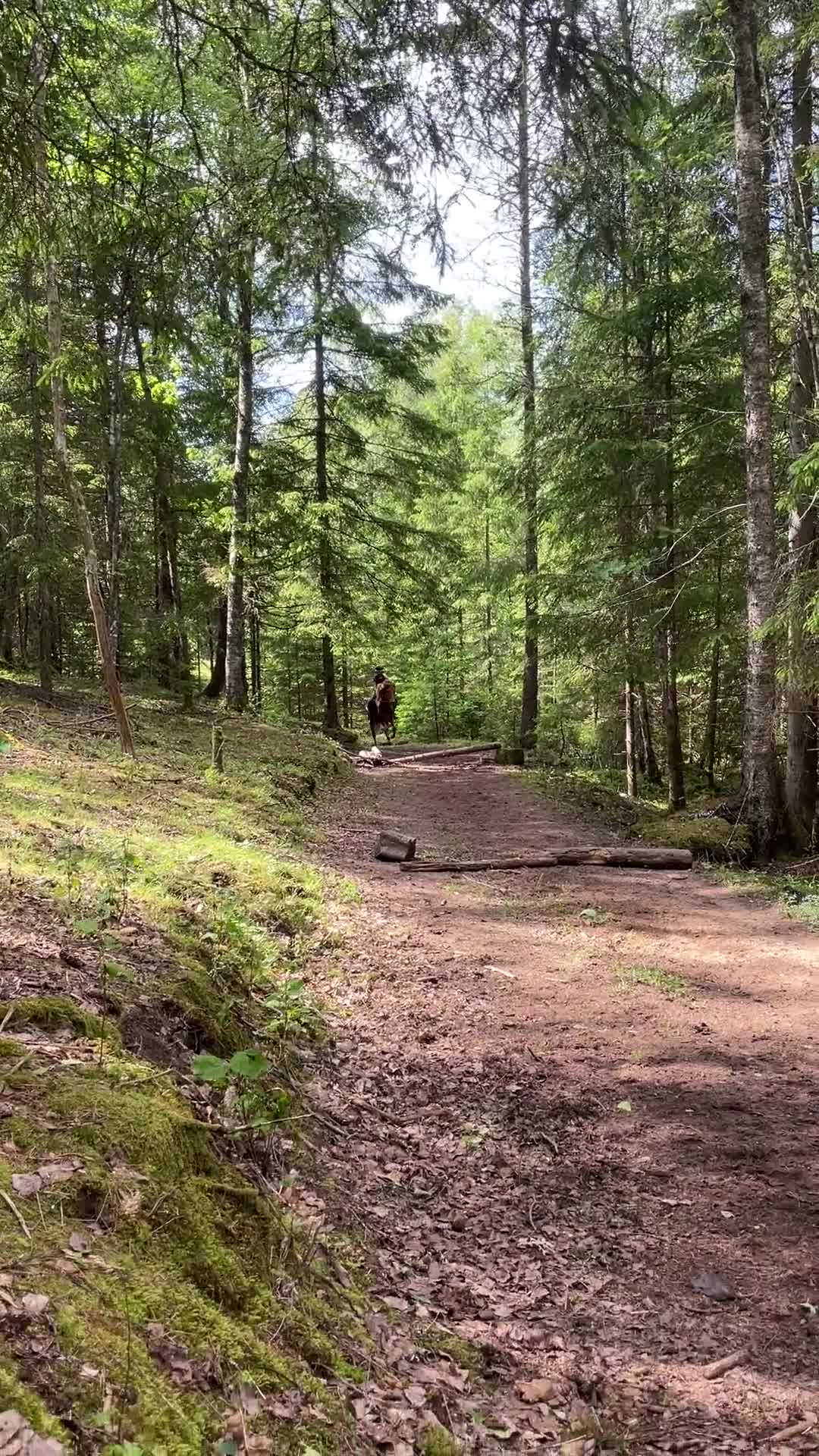 Island hästar till salu: Snäll valack  - Video 1