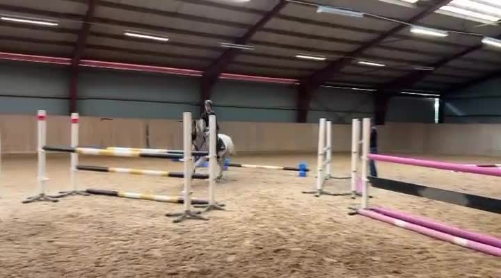 Hoppning hästar till salu: Säljes förmånligt pga ryttarbrist - Video 4