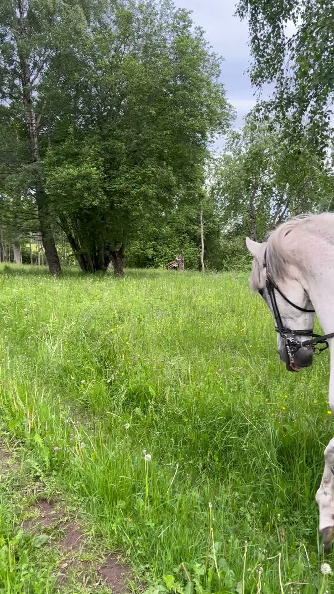 Allround hästar till salu: Spansk gentleman - Video 1