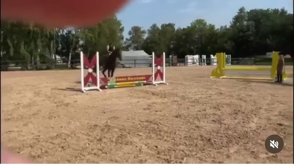 Allround hästar till salu: ⭐️EN TALANGFULL BÄSTA VÄN FÖR FRAMTIDEN⭐️ - Video 4