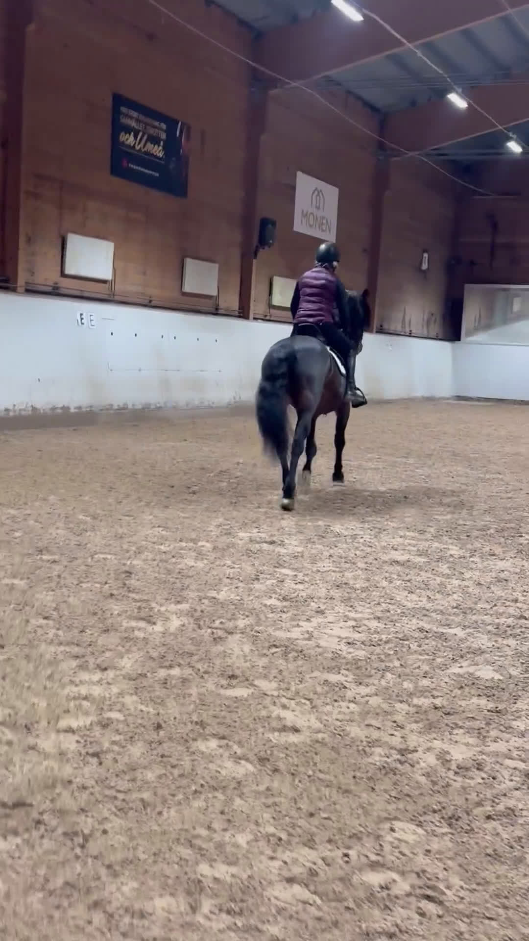 Dressyr hästar till salu: Riktig gentleman säljes! - Video 4