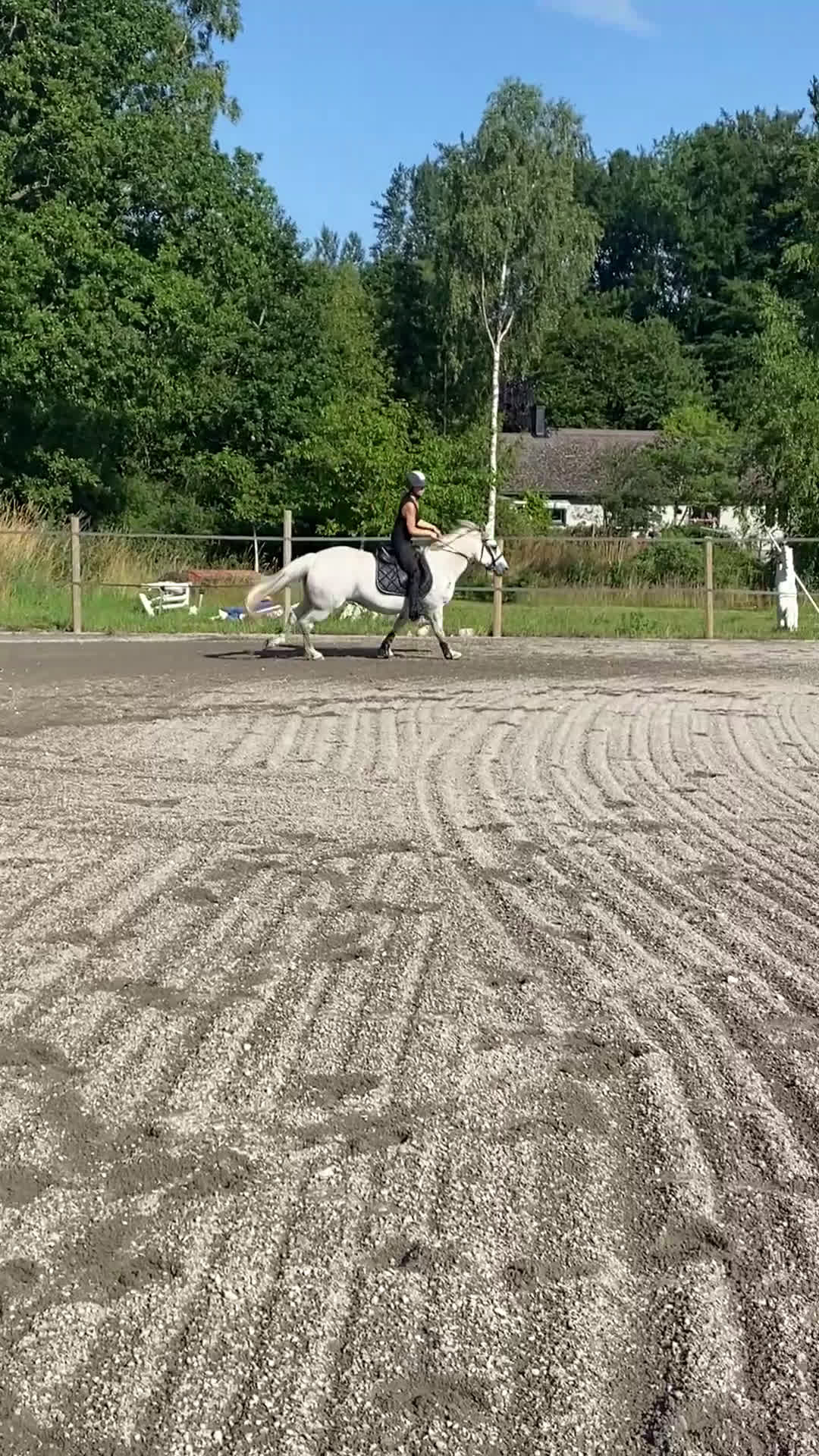 Allround hästar till salu: Dressyrponny i Lövestad - Video 2